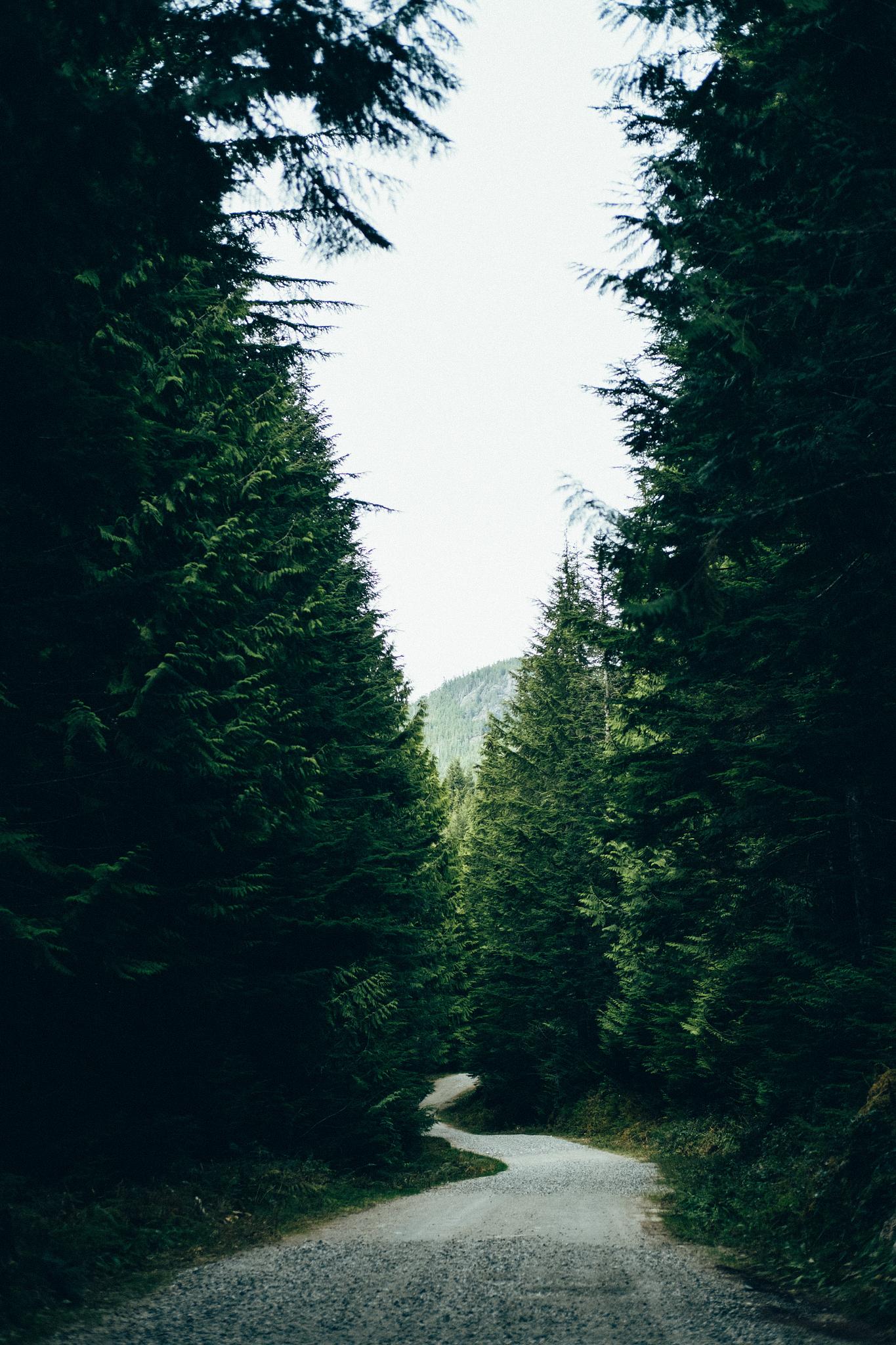 road-woods